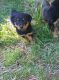 Rottweiler Puppies for sale in Lexington, NC, USA. price: NA