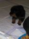 Rottweiler Puppies for sale in Westport, TN 38387, USA. price: $500