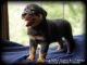 Rottweiler Puppies for sale in Butler, PA, USA. price: NA