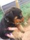 Rottweiler Puppies for sale in Gaffney, SC, USA. price: NA