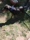 Rottweiler Puppies for sale in Plymouth, NC, USA. price: $300