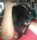 Rottweiler Puppies for sale in Oktaha, OK 74450, USA. price: NA