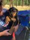 Rottweiler Puppies for sale in Klamath Falls, OR, USA. price: $850