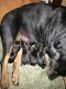 Rottweiler Puppies for sale in Fairbury, NE 68352, USA. price: NA