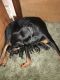 Rottweiler Puppies for sale in Fairbury, NE 68352, USA. price: $1,000