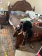 Rottweiler Puppies for sale in Stockbridge, GA, USA. price: $1,000