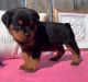 Rottweiler Puppies for sale in Charlotte, NC, USA. price: $600