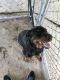 Rottweiler Puppies for sale in Loris, SC 29569, USA. price: $500