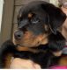 Rottweiler Puppies for sale in Waxahachie, TX, USA. price: NA
