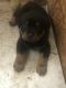 Rottweiler Puppies for sale in Woodway, TX 76712, USA. price: NA