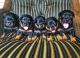 Rottweiler Puppies for sale in Spartanburg, SC, USA. price: NA