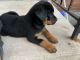 Rottweiler Puppies for sale in Bristol, CT 06010, USA. price: $900