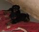 Rottweiler Puppies for sale in Dundalk, MD 21222, USA. price: NA