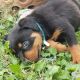 Rottweiler Puppies for sale in Germantown, OH, USA. price: NA