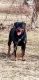 Rottweiler Puppies for sale in Decatur, IL, USA. price: $350