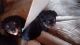 Rottweiler Puppies for sale in Muncie, IN, USA. price: $300