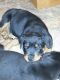 Rottweiler Puppies for sale in Bedford, IN 47421, USA. price: NA
