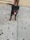 Rottweiler Puppies for sale in 310 W 143rd St, New York, NY 10030, USA. price: NA