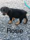 Rottweiler Puppies for sale in Mcalisterville, PA 17049, USA. price: NA