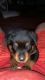 Rottweiler Puppies for sale in Norfolk, VA, USA. price: $1,200