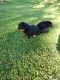 Rottweiler Puppies for sale in Malone, NY 12953, USA. price: NA