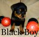 Rottweiler Puppies for sale in Adelanto, CA, USA. price: NA