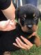 Rottweiler Puppies for sale in Lincoln, NE, USA. price: $1,200