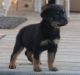 Rottweiler Puppies for sale in Rentz, GA 31075, USA. price: NA