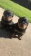 Rottweiler Puppies for sale in 247 O Connell Dr, East Hartford, CT 06118, USA. price: NA