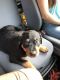 Rottweiler Puppies for sale in 3287 Deininger Rd, York, PA 17406, USA. price: NA