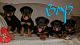 Rottweiler Puppies for sale in Phelan, CA 92371, USA. price: NA