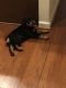 Rottweiler Puppies for sale in Salisbury, MD, USA. price: NA