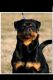 Rottweiler Puppies for sale in 1464 Paynes Branch Rd, Hinkle, KY 40953, USA. price: NA