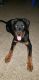 Rottweiler Puppies for sale in Chester, VA, USA. price: NA