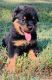 Rottweiler Puppies for sale in Toccoa, GA, USA. price: $700