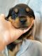 Rottweiler Puppies for sale in Vancouver, WA, USA. price: $1,200