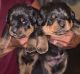 Rottweiler Puppies for sale in Colorado Springs, CO, USA. price: $3,000