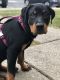 Rottweiler Puppies for sale in Columbus, OH, USA. price: $850