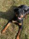 Rottweiler Puppies for sale in Anderson, IN, USA. price: $1,200