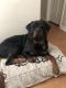 Rottweiler Puppies for sale in Buford, GA, USA. price: $650