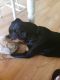 Rottweiler Puppies for sale in Portola, CA 96122, USA. price: NA