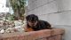 Rottweiler Puppies for sale in Cut Off, LA 70345, USA. price: NA