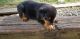 Rottweiler Puppies for sale in Fort Wayne, IN, USA. price: NA