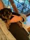Rottweiler Puppies for sale in Canton, OH, USA. price: $1,200