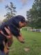 Rottweiler Puppies for sale in Brookhaven, MS 39601, USA. price: NA