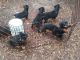Rottweiler Puppies for sale in Berlin, MD 21811, USA. price: $900