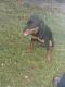 Rottweiler Puppies for sale in 15760 NW 7th Ave, Miami, FL 33169, USA. price: NA