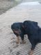 Rottweiler Puppies for sale in Appomattox, VA 24522, USA. price: $300