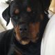 Rottweiler Puppies for sale in Bedford, IN 47421, USA. price: NA