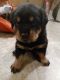 Rottweiler Puppies for sale in Onamia, MN 56359, USA. price: NA